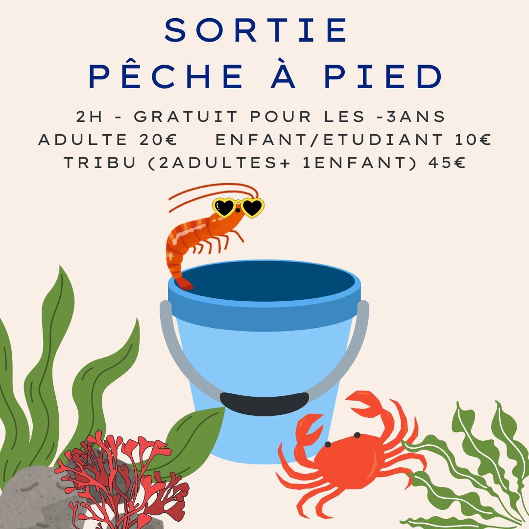 Nature activities in Oléron: family tide pooling