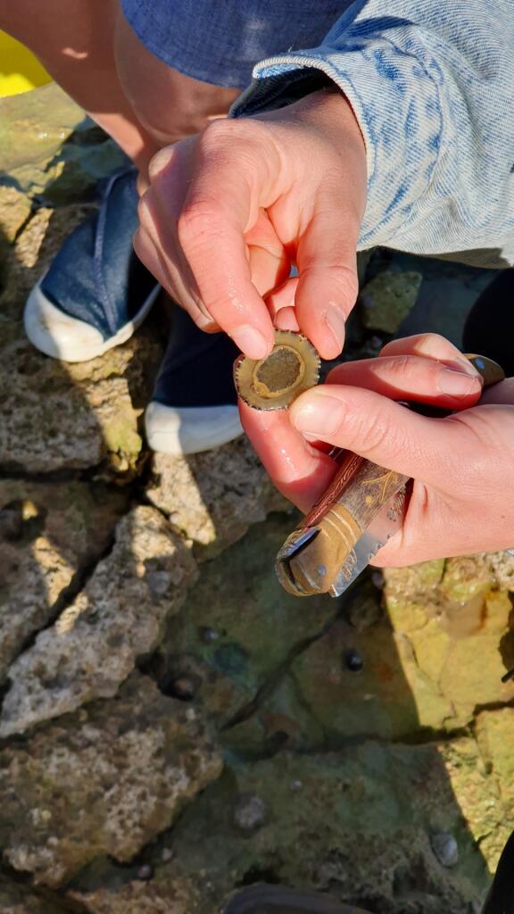 Coquillage patelle observé lors d’une animation pêche nature