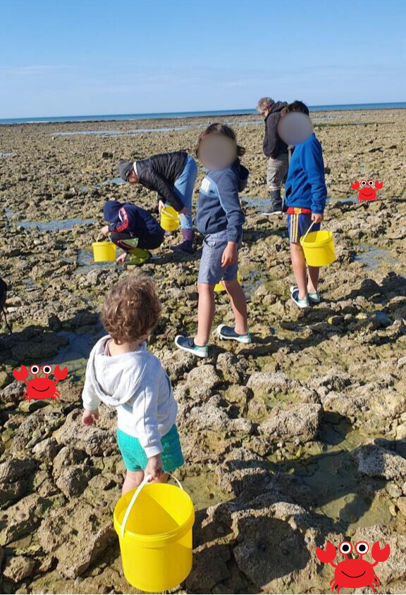 Tide pooling outing for children on Oléron island